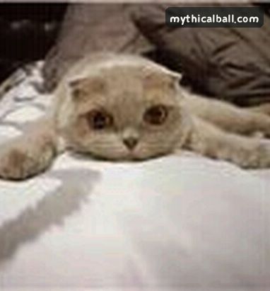 王磊